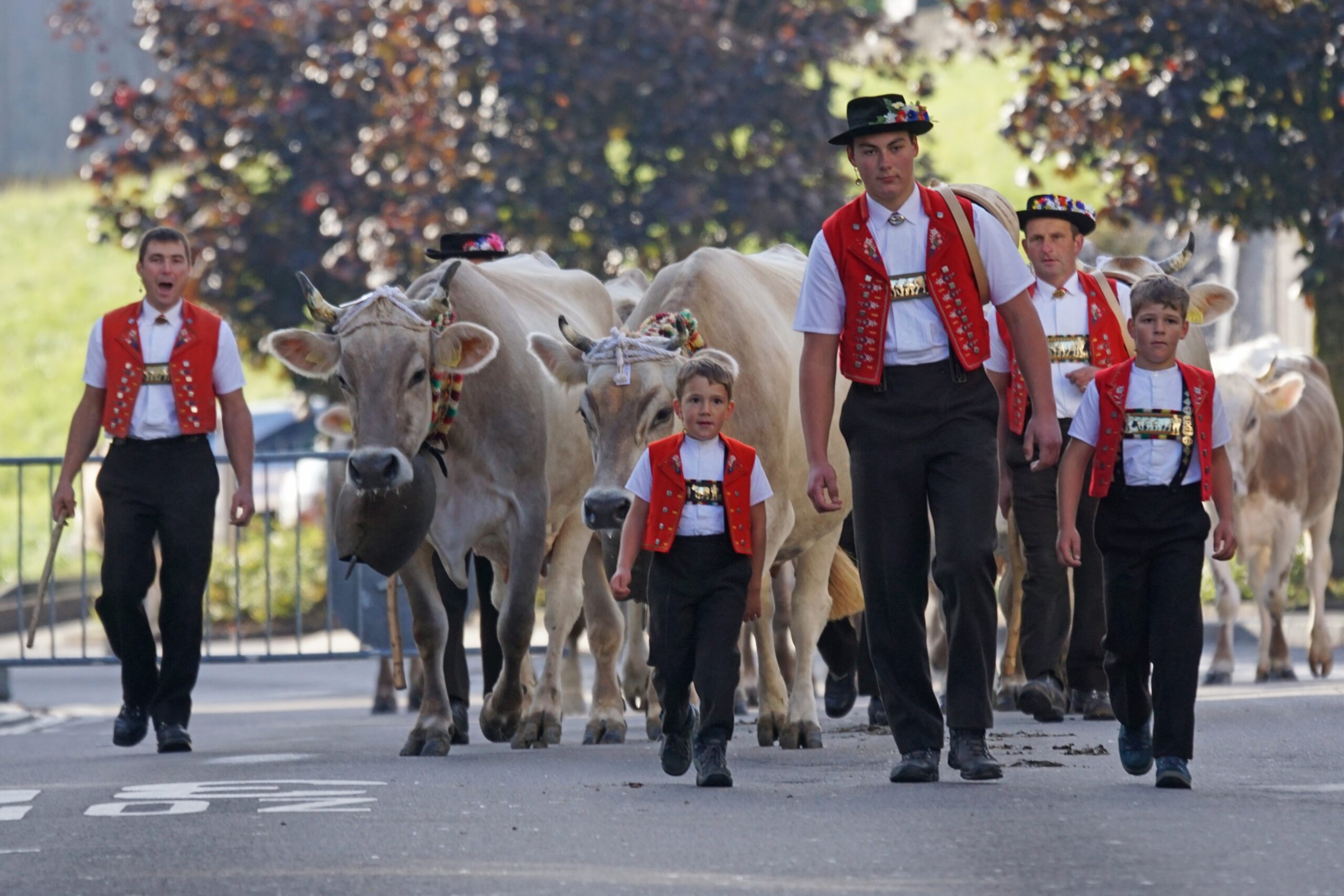 cattle-show-1715039 cattle-show-1715039